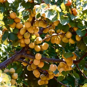 apricot-tree-300x298